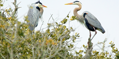 Birdwatching Paradise at Rockport / Corpus Christi KOA