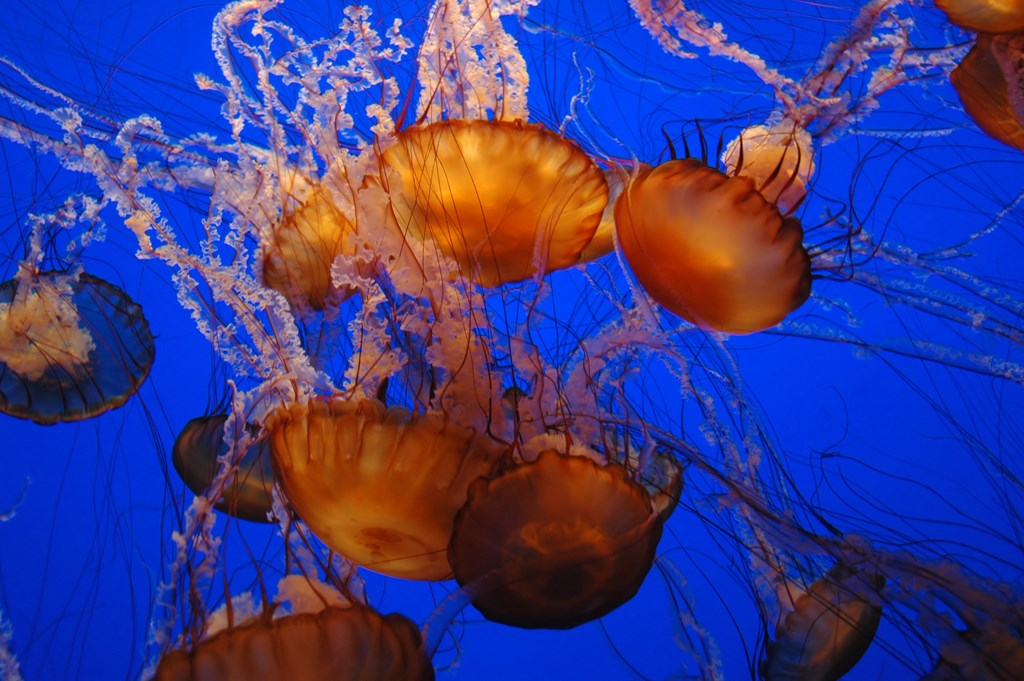 A group of orange jellyfish swimming in blue water.