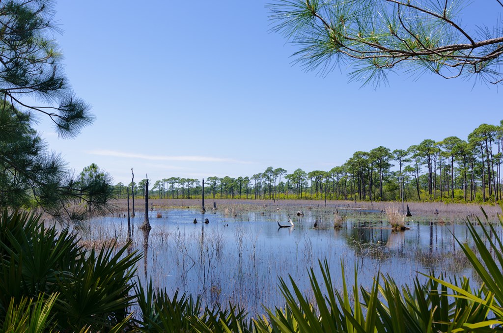 The swamp at Bon Secour National Wildlife Refuge, Gulf Shores, Alabama.