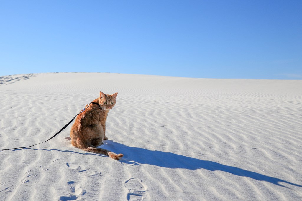 A cat on a leash at White Sands National Park.