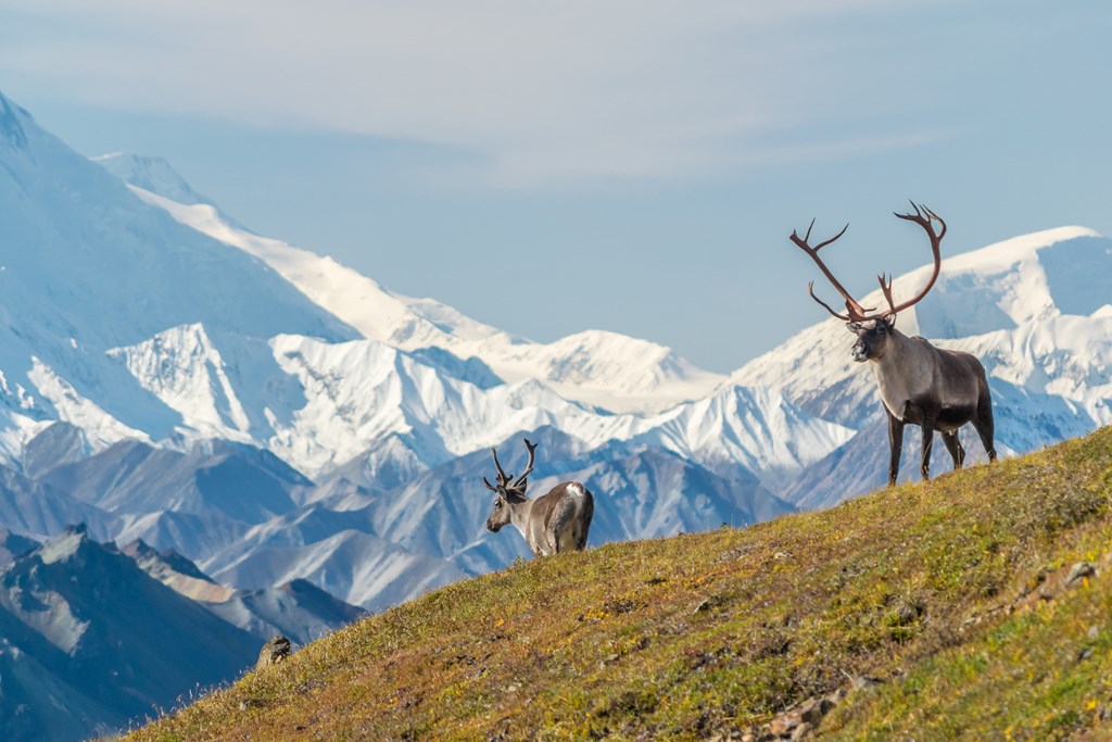 Majestic caribou bull in front of the mount Denali.