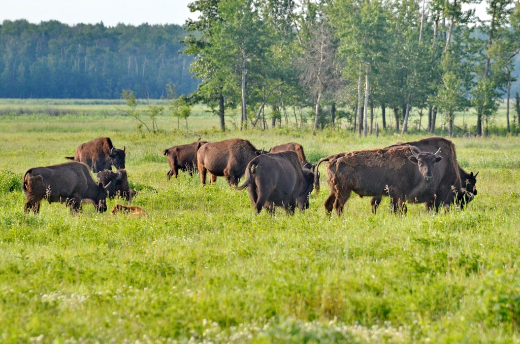 Wood Bison at Elk Island National Park, Alberta, Canada.