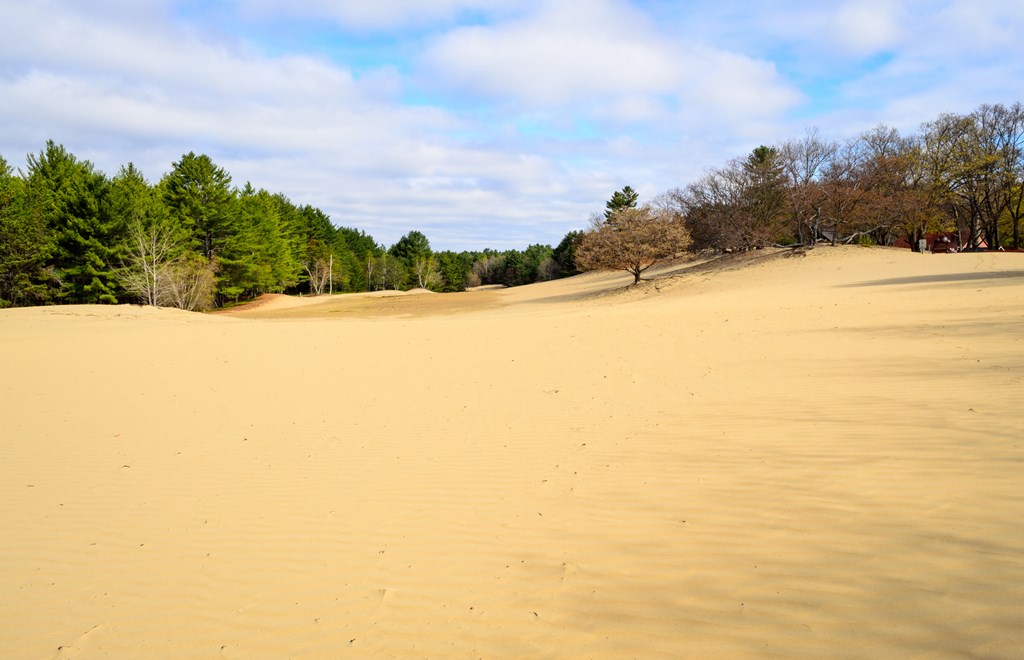 A field of sand is surrounded by pine trees in Maine.