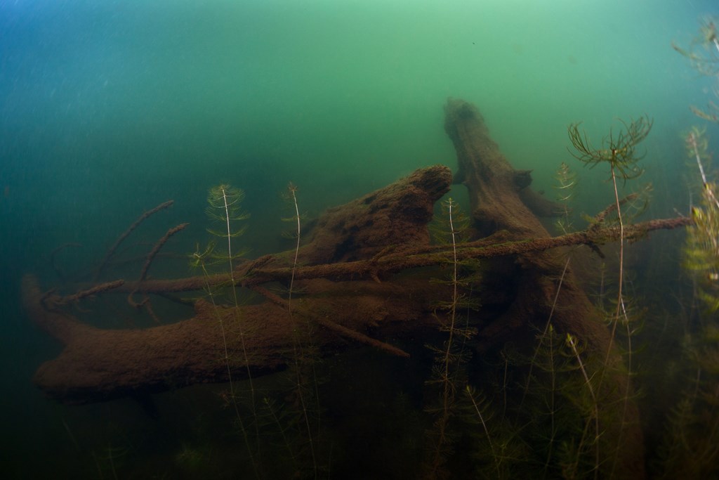 Underwater shot of the bottom of the pond with weed and logs