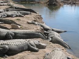 Colorado Alligator Farm - See KOA OFFICE for discount tickets and gator food coupon
