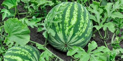 Kids Plant Your Own Corn & Watermelon Seeds
