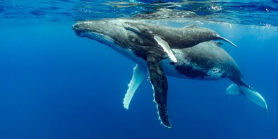Mendocino County Whale Festivals