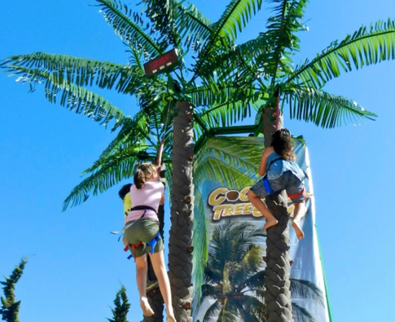 Palm Tree Climb