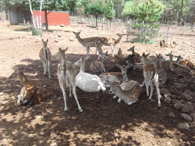 Grand Canyon Deer Farm