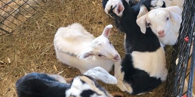 Baby Goats at the KOA May
