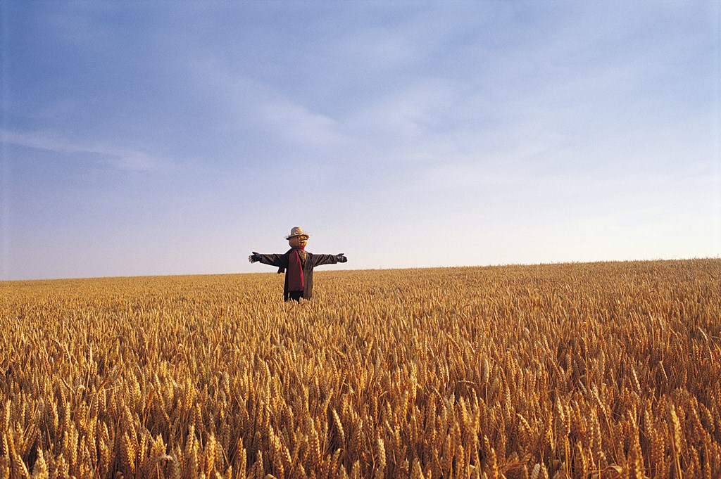 View of a scarecrow in wheatfield with blue sky in the afternoon.