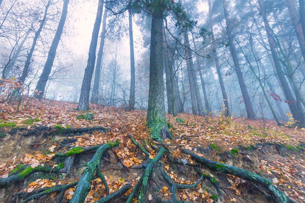 A tree with dramatic roots in the foreground of a misty forest sets the scene for this scary story for kids online