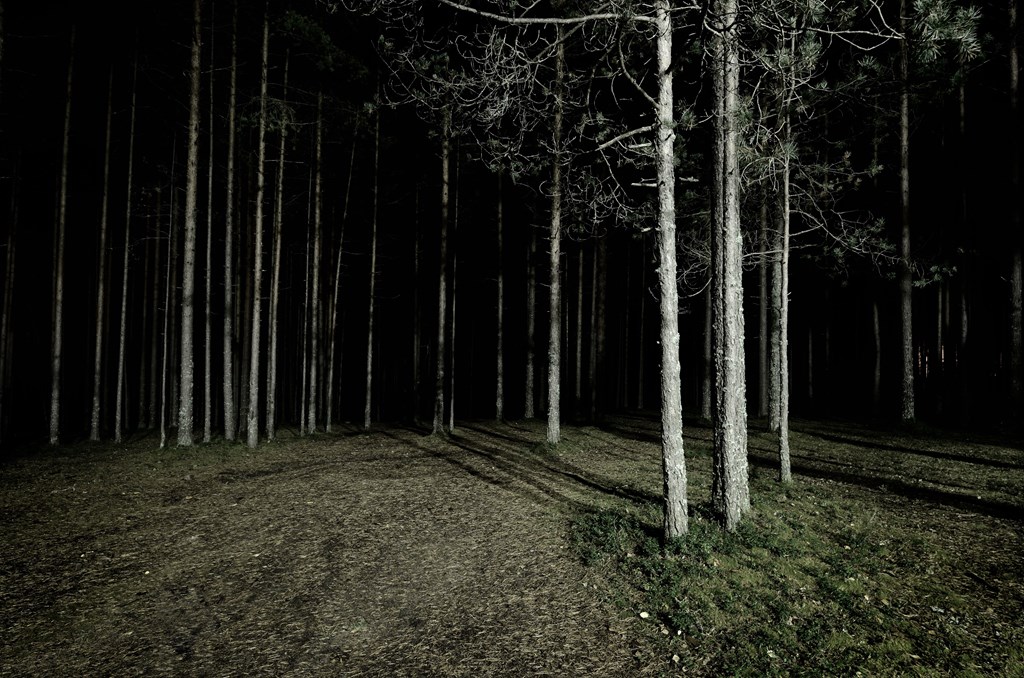 A forest of thin trees at night is where the Underpants scary story for kids takes place