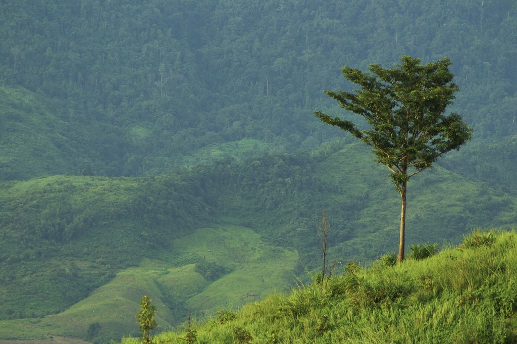 A single tree on a hill on a lush green backdrop of mountains is where a scary short story for kids takes place