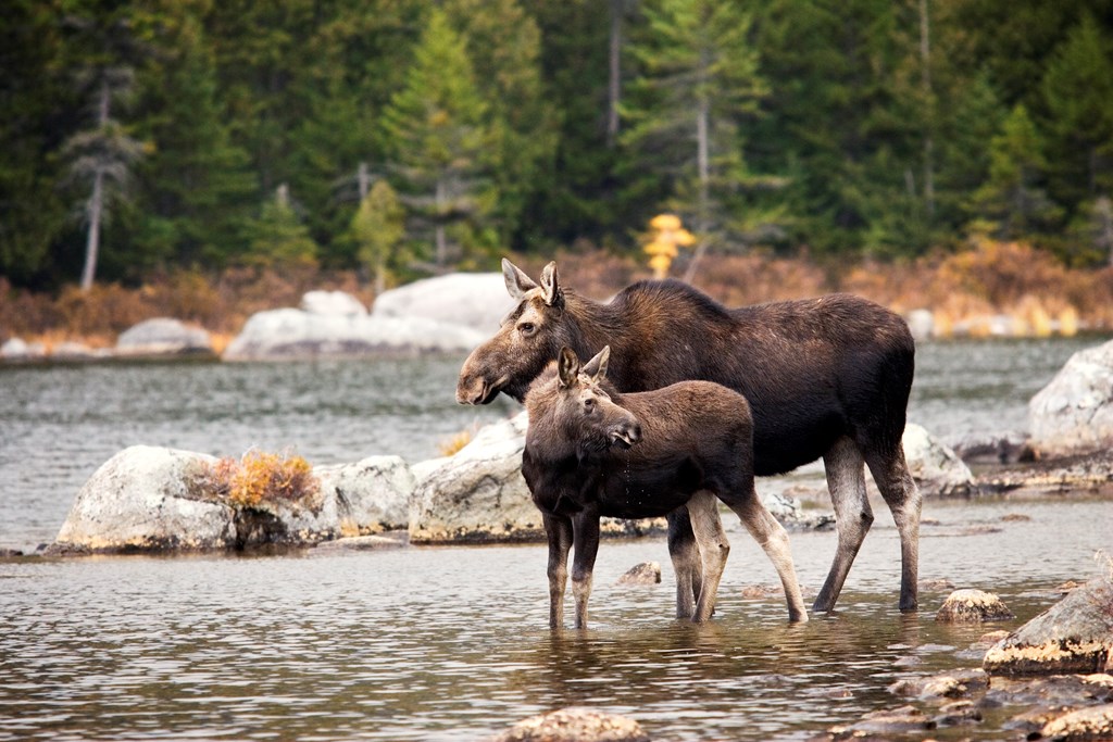 A mother moose and her yearling stand in the water of a wooded lake.