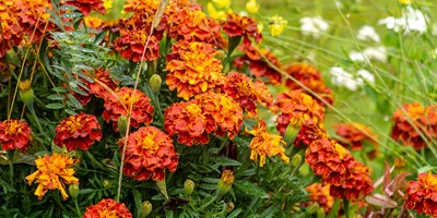 Marigolds for Mothers