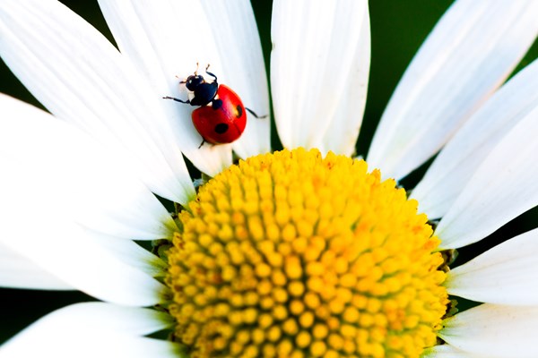 11th Annual Ladybug Day Photo