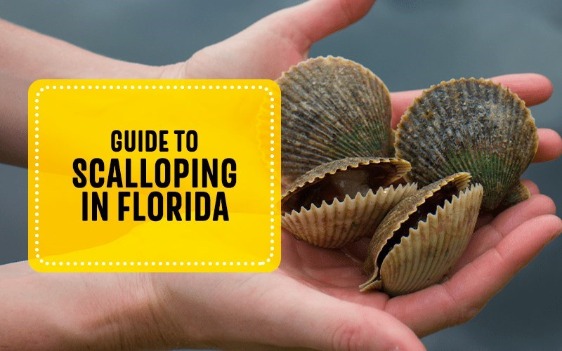 Guide to Scalloping in Florida